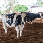 João Eustáquio De Almeida Junior explica como o manejo nutricional impacta diretamente a qualidade e o valor da carne bovina.