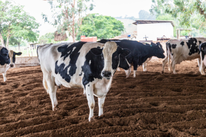 João Eustáquio De Almeida Junior explica como o manejo nutricional impacta diretamente a qualidade e o valor da carne bovina.