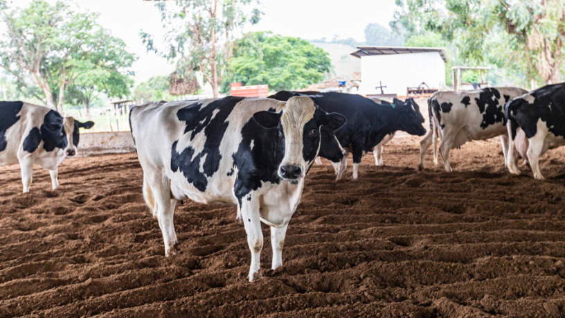 João Eustáquio De Almeida Junior explica como o manejo nutricional impacta diretamente a qualidade e o valor da carne bovina.